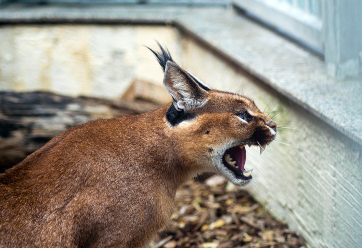 Wildtiere halten
