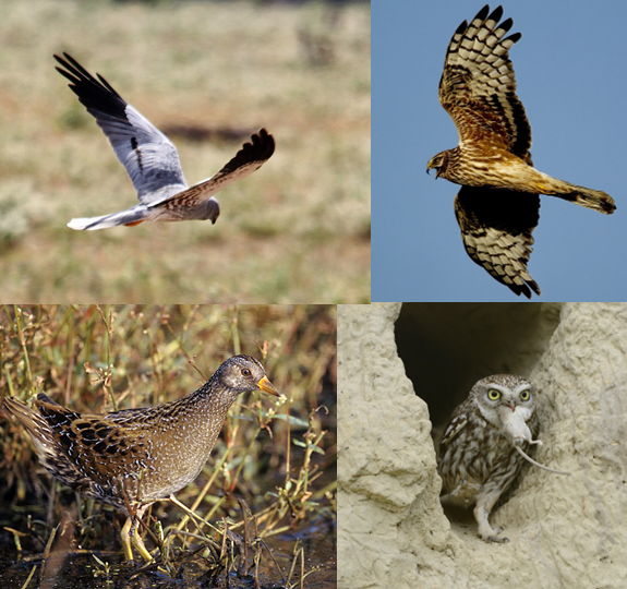Vögel